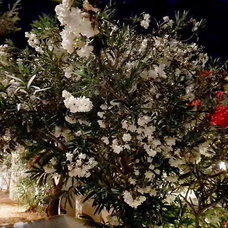 Maroulis فندق ميكري فيغلا