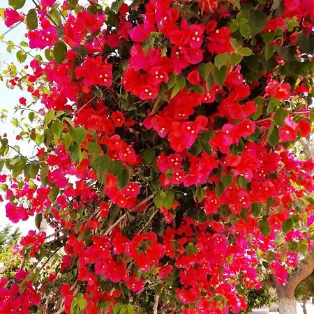 فندق Maroulis ميكري فيغلا
