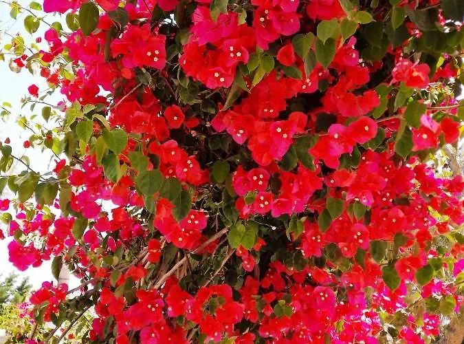 Otel Maroulis Mikri Vigla